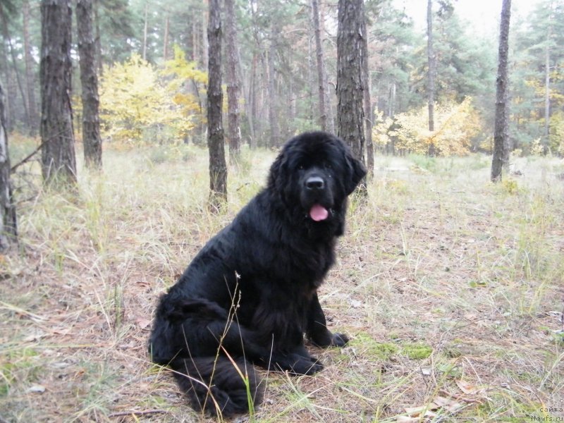 Фото: Анна Пронская, ньюфаундленд Альфа Таури Династия Совершенства (Аlpha Tauri Dinastiya Soverchenstva)