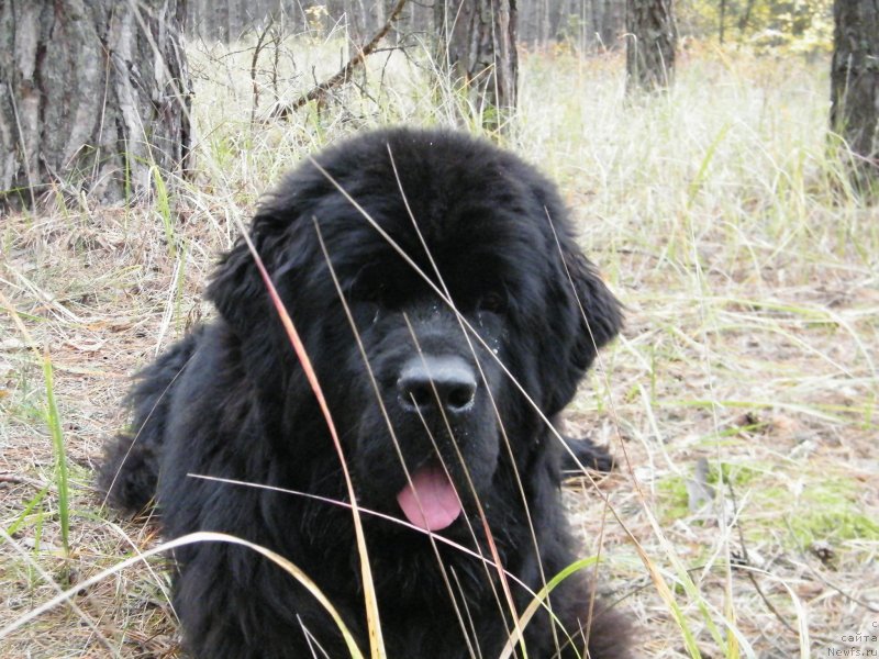 Фото: ньюфаундленд Альфа Таури Династия Совершенства (Аlpha Tauri Dinastiya Soverchenstva)
