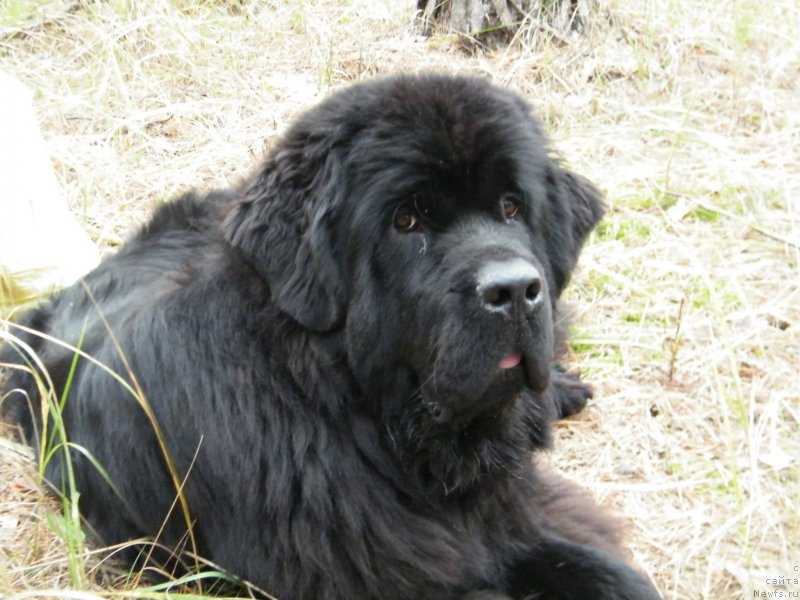 Фотография № 136490