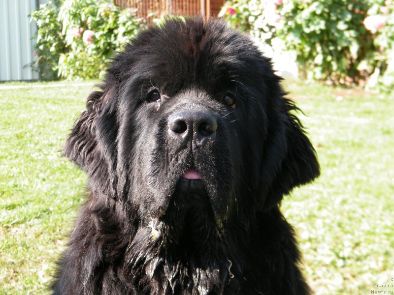 Фото: ньюфаундленд Альфа Таури Династия Совершенства (Аlpha Tauri Dinastiya Soverchenstva)