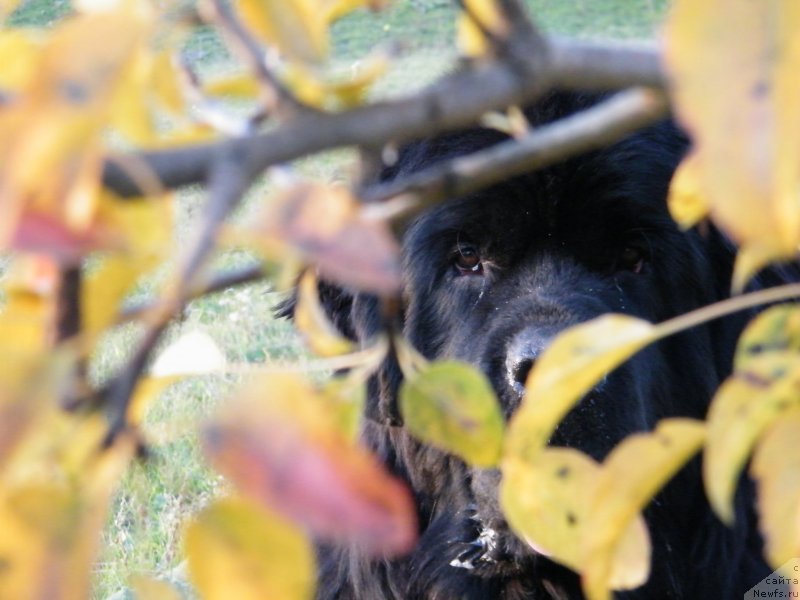 Фото: ньюфаундленд Альфа Таури Династия Совершенства (Аlpha Tauri Dinastiya Soverchenstva)