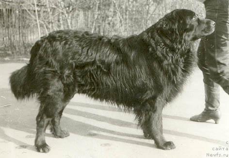 Фото: ньюфаундленд Лу Долтон