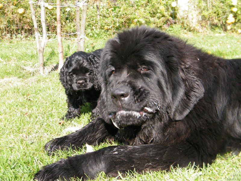 Фото: ньюфаундленд Альфа Таури Династия Совершенства (Аlpha Tauri Dinastiya Soverchenstva), ньюфаундленд Альфа Таури Династия Совершенства (Аlpha Tauri Dinastiya Soverchenstva)