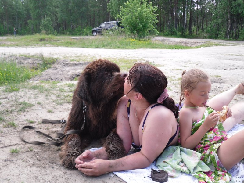 Фото: ньюфаундленд Хорунжий с Берега Дона (Horunzhy s Berega Dona)