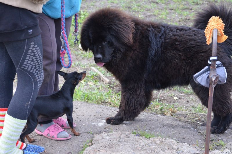 Фото: ньюфаундленд Сандра Роуз Бавария Бель (Sandra Rose Bavariya Belle)