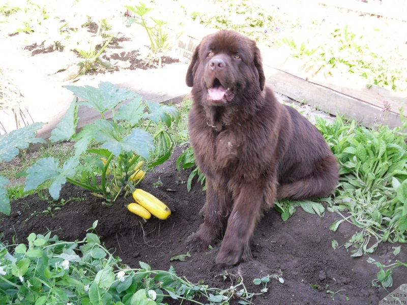 Фото: ньюфаундленд Хорунжий с Берега Дона (Horunzhy s Berega Dona)