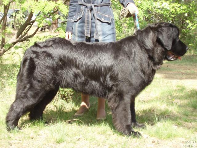 Фото: ньюфаундленд Маг Исполин Копперфильд