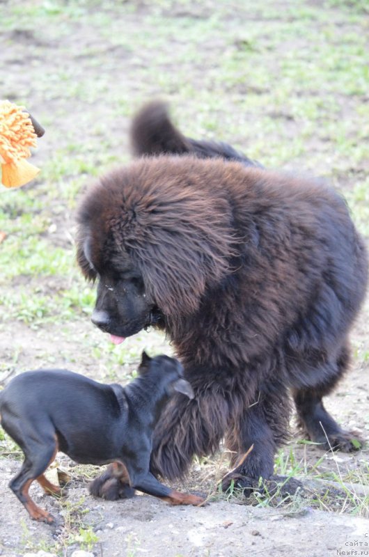Фото: ньюфаундленд Сандра Роуз Бавария Бель (Sandra Rose Bavariya Belle)