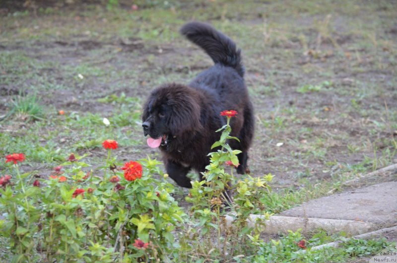 Фото: ньюфаундленд Сандра Роуз Бавария Бель (Sandra Rose Bavariya Belle)