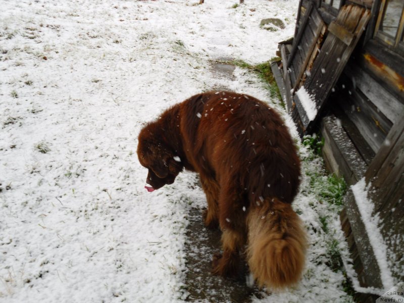 Фото: ньюфаундленд Хорунжий с Берега Дона (Horunzhy s Berega Dona)