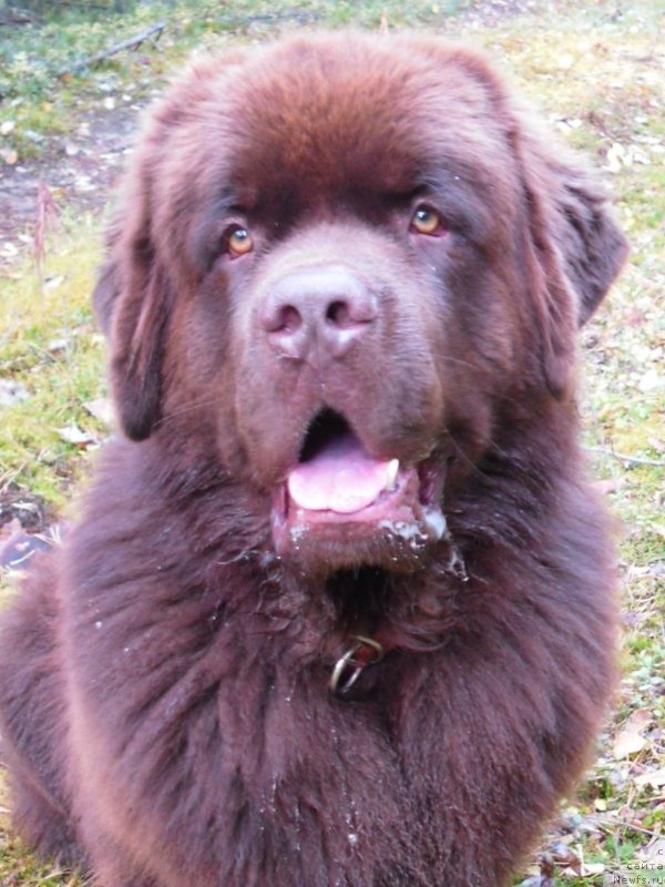 Фото: ньюфаундленд Хорунжий с Берега Дона (Horunzhy s Berega Dona)