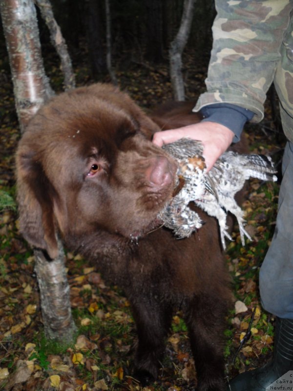 Фото: ньюфаундленд Хорунжий с Берега Дона (Horunzhy s Berega Dona)