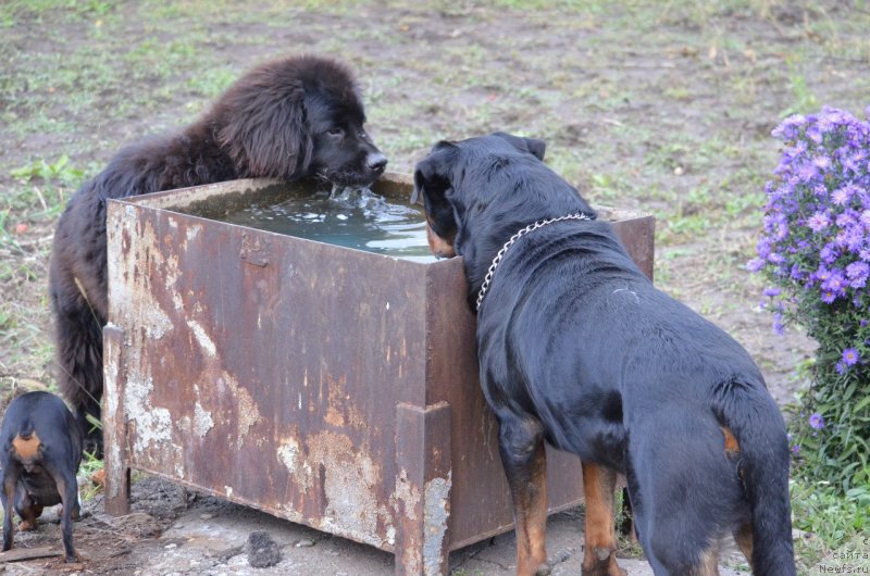 Фото: ньюфаундленд Сандра Роуз Бавария Бель (Sandra Rose Bavariya Belle)