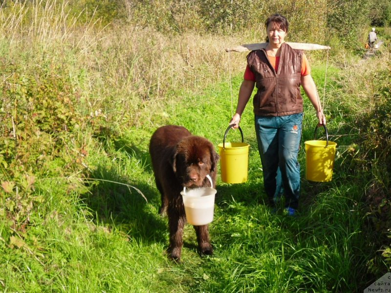 Фото: ньюфаундленд Хорунжий с Берега Дона (Horunzhy s Berega Dona)