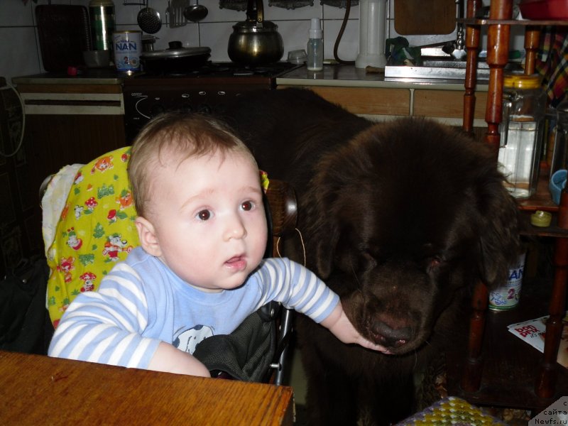 Фото: ньюфаундленд Хорунжий с Берега Дона (Horunzhy s Berega Dona)