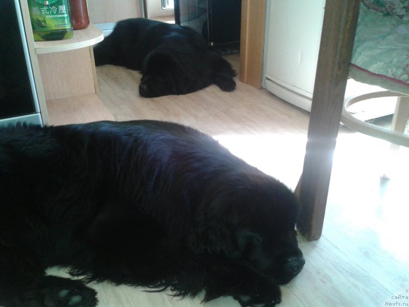 Фото: ньюфаундленд Несси Блэк с  Лесной Заимки, ньюфаундленд Супер Премиум Мерлин Монро