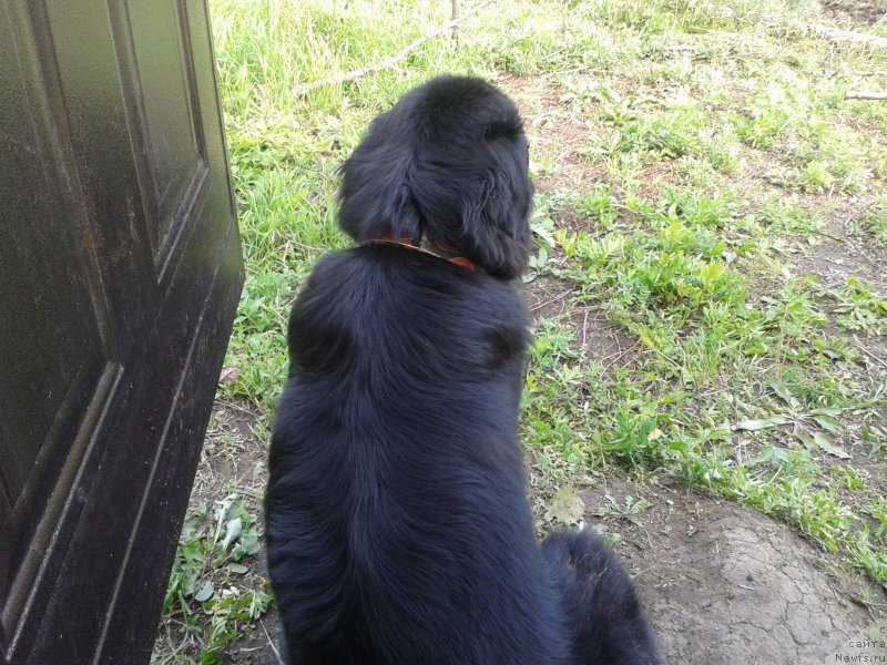 Фото: ньюфаундленд Несси Блэк с  Лесной Заимки