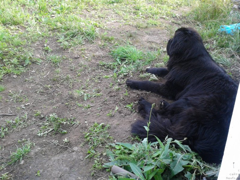 Фото: ньюфаундленд Супер Премиум Мерлин Монро