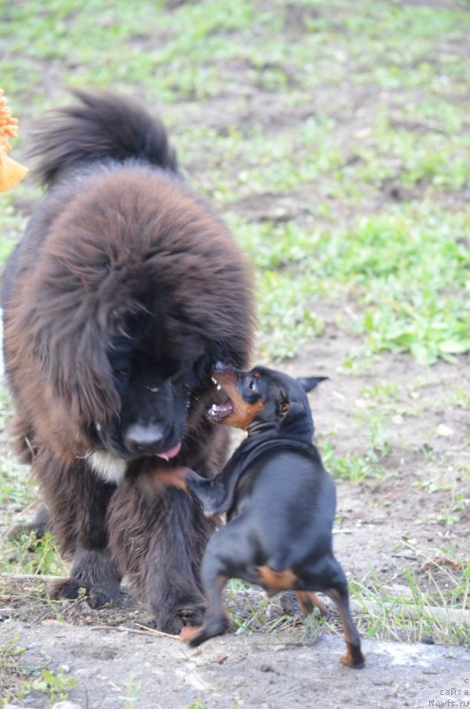 Фото: ньюфаундленд Сандра Роуз Бавария Бель (Sandra Rose Bavariya Belle)