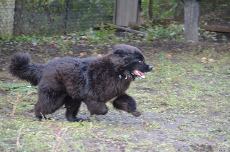 Фото: ньюфаундленд Сандра Роуз Бавария Бель (Sandra Rose Bavariya Belle)