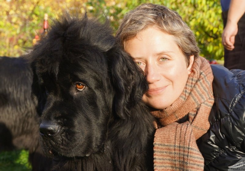 Фото: Наталья Селезнева, ньюфаундленд Циннамон БельФра Шармэль из Аркаима (Tsinnamon Bel' Fra Sharmel iz Arkaima)