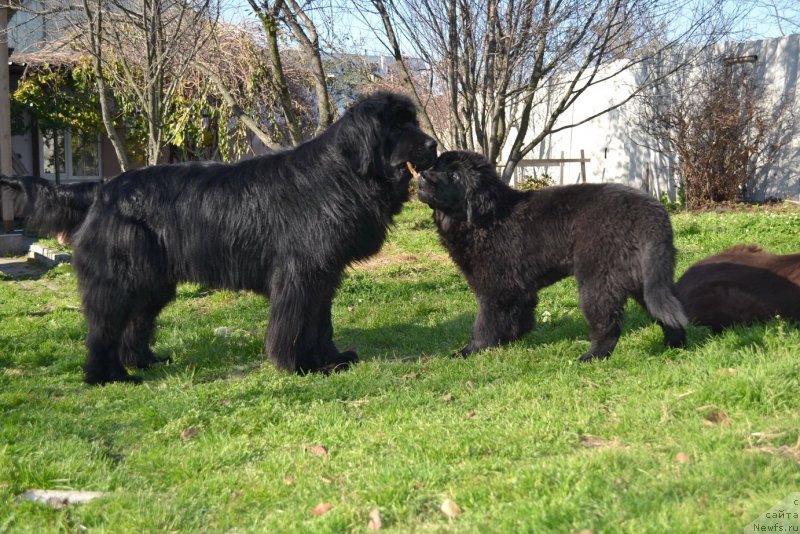 Фото: ньюфаундленд I'm Little Princess Midnight Bear, ньюфаундленд Талисман Моря Манящая Стихия