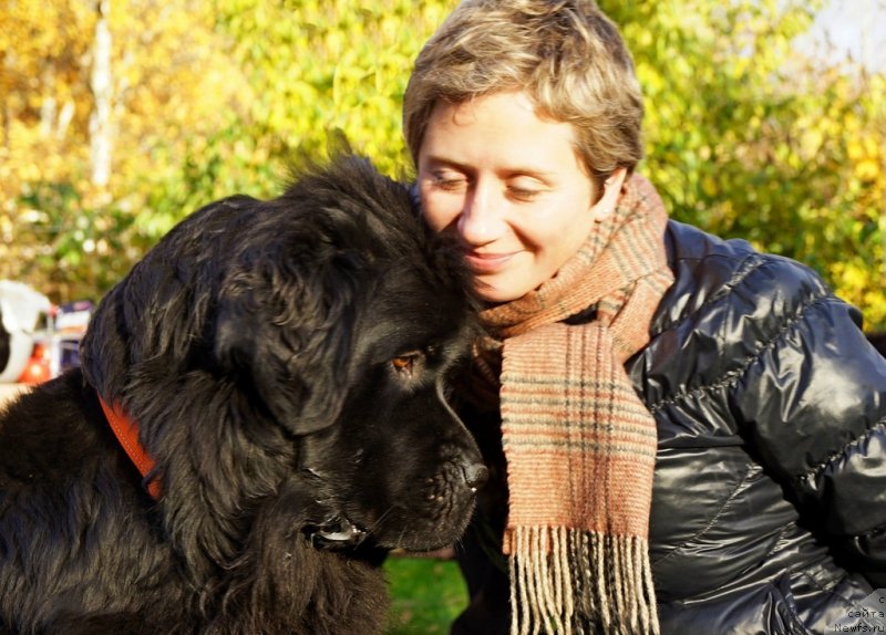 Фото: Наталья Селезнева, ньюфаундленд Циннамон БельФра Шармэль из Аркаима (Tsinnamon Bel' Fra Sharmel iz Arkaima)