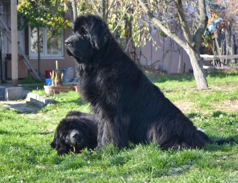 Фото: ньюфаундленд I'm Little Princess Midnight Bear