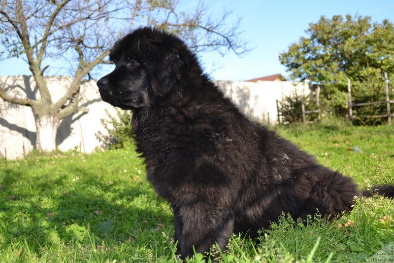 Фото: ньюфаундленд Талисман Моря Манящая Стихия