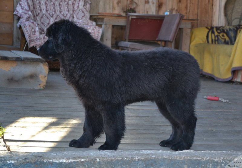 Фото: ньюфаундленд Талисман Моря Манящая Стихия