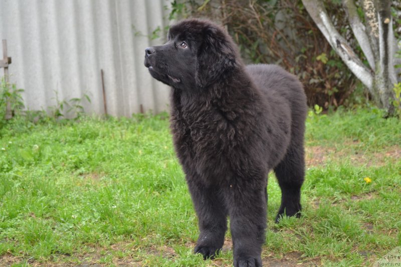 Фото: ньюфаундленд Талисман Моря Манящая Стихия