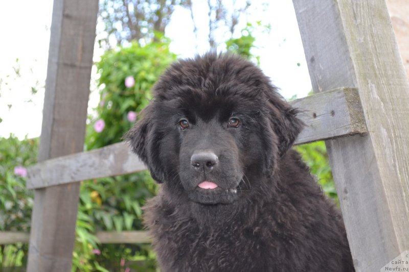 Фото: ньюфаундленд Талисман Моря Манящая Стихия