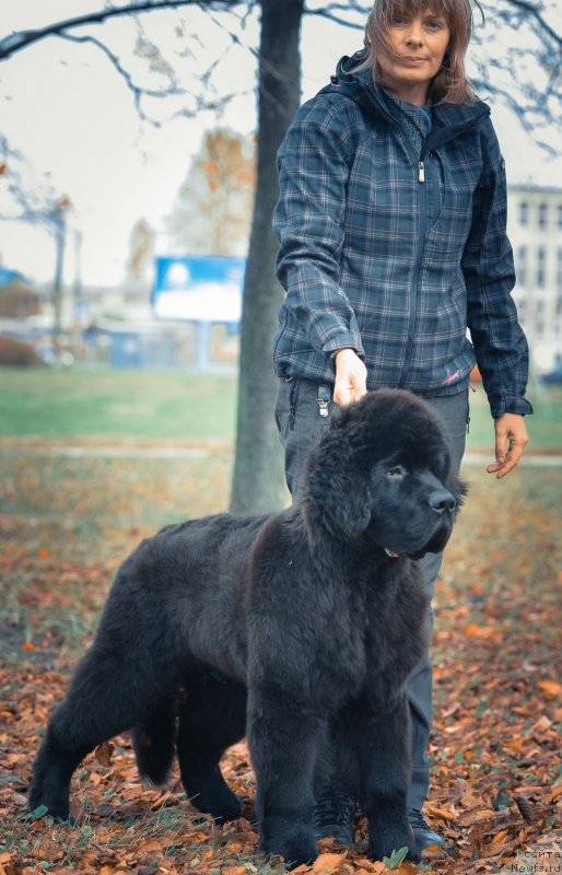 Фото: ньюфаундленд Смигар Ливерпульский Четвертак (Smigar Liverpulsiy Chetvertak)