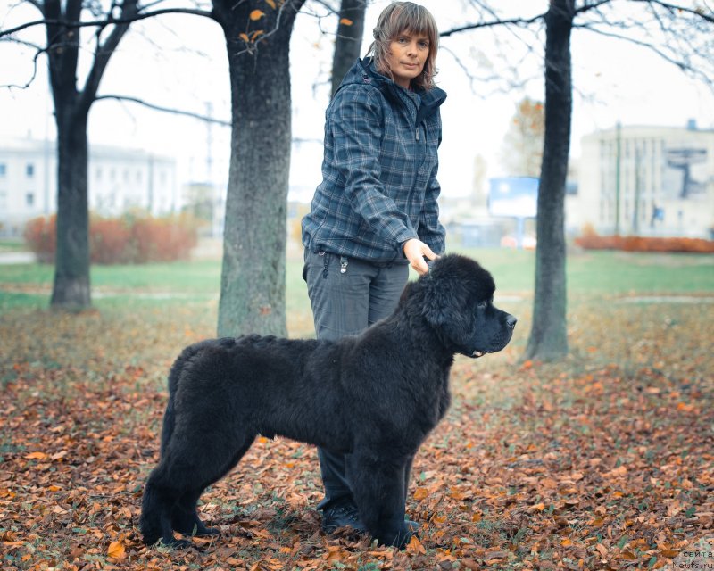 Фото: ньюфаундленд Смигар Ливерпульский Четвертак (Smigar Liverpulsiy Chetvertak)