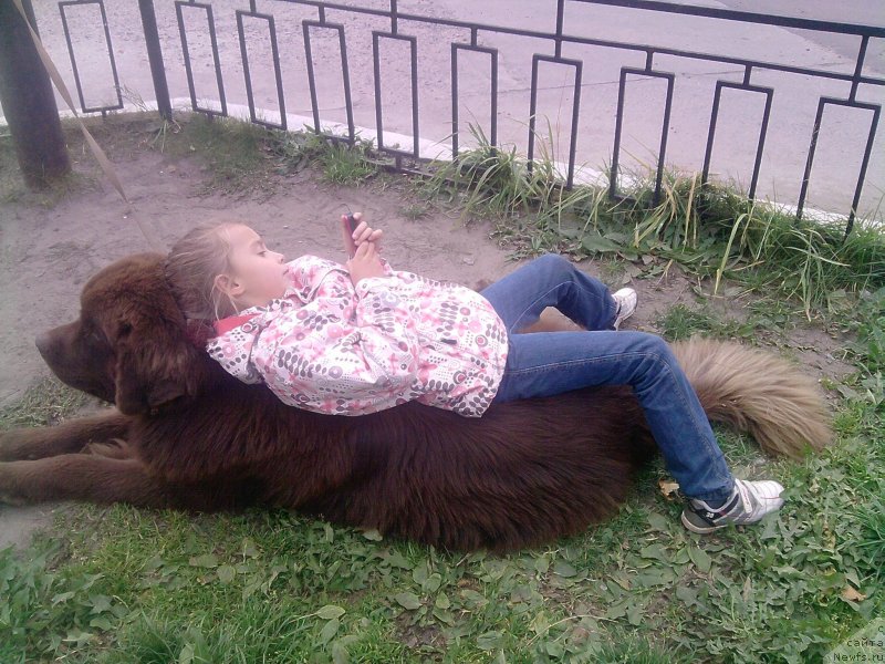 Фото: ньюфаундленд Хорунжий с Берега Дона (Horunzhy s Berega Dona)