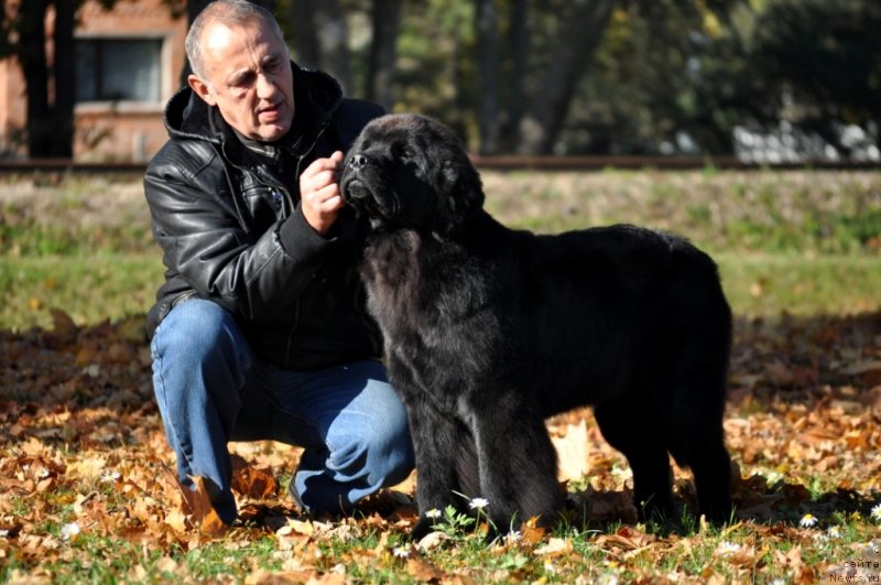 Фото: ньюфаундленд Чудо Чойс Звездного Дара с Берега Дона (Chudo Choice Zvezdnyj Dar s Berega Dona)