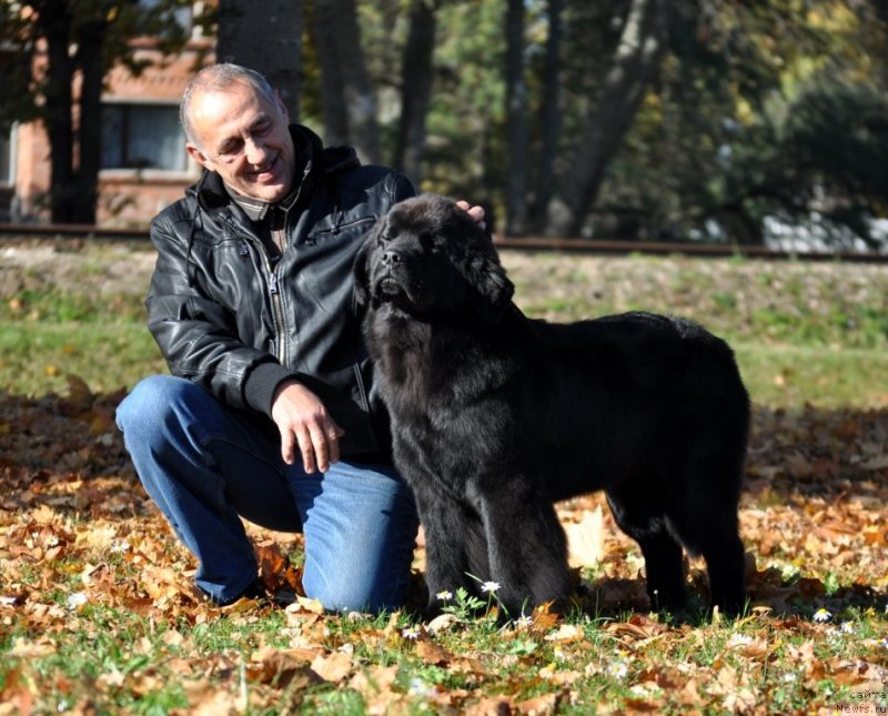 Фото: ньюфаундленд Чудо Чойс Звездного Дара с Берега Дона (Chudo Choice Zvezdnyj Dar s Berega Dona)