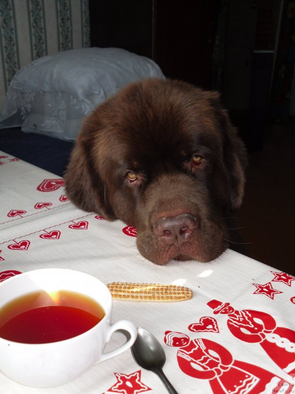 Фото: ньюфаундленд Хорунжий с Берега Дона (Horunzhy s Berega Dona)