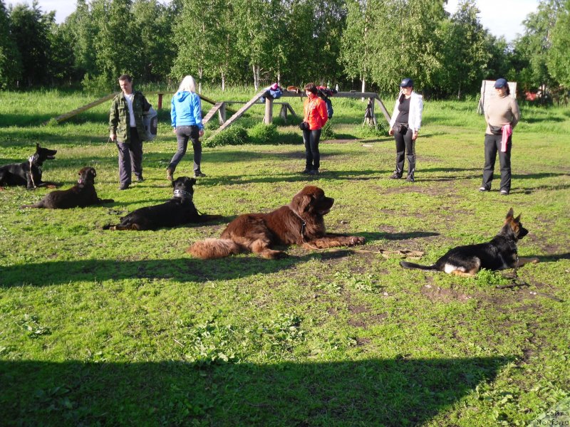 Фото: ньюфаундленд Хорунжий с Берега Дона (Horunzhy s Berega Dona)