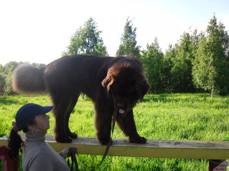 Фото: ньюфаундленд Хорунжий с Берега Дона (Horunzhy s Berega Dona)