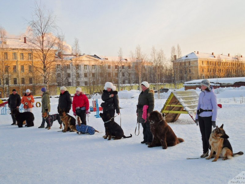 Фото: ньюфаундленд Хорунжий с Берега Дона (Horunzhy s Berega Dona)
