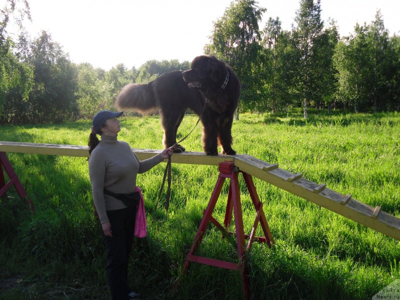 Фото: ньюфаундленд Хорунжий с Берега Дона (Horunzhy s Berega Dona)