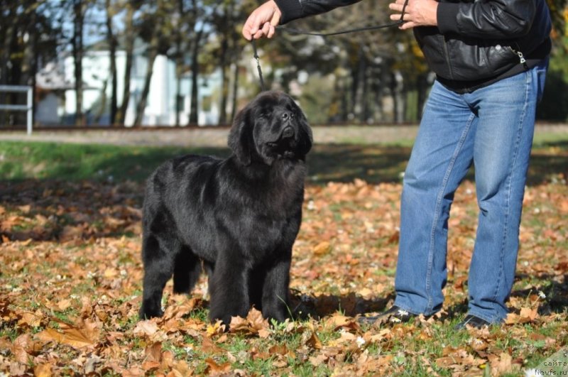 Фотография № 136558