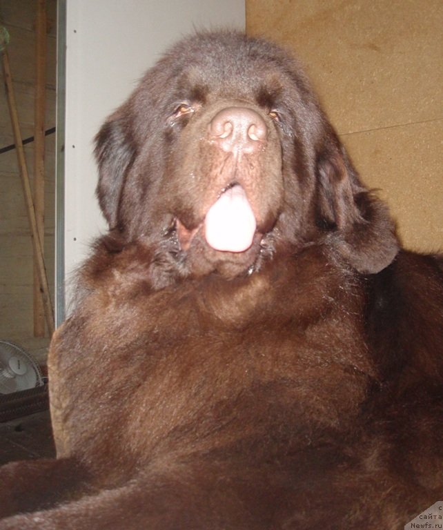 Фото: ньюфаундленд Ньюфорт Перис Хилтон