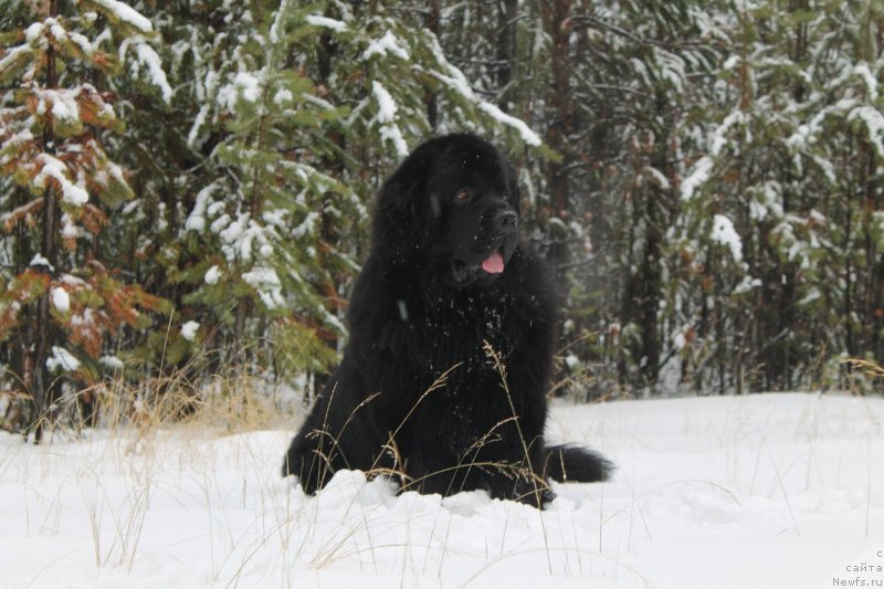 Фото: ньюфаундленд Омар Шериф