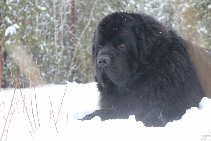 Фото: ньюфаундленд Омар Шериф