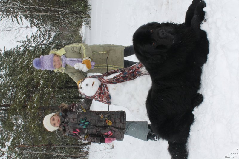 Фото: ньюфаундленд Омар Шериф