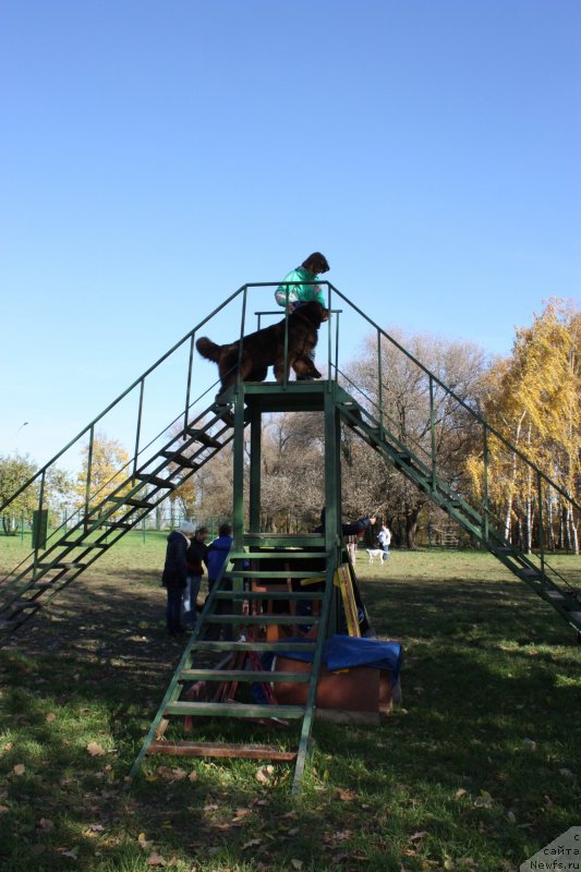 Фото: ньюфаундленд Черный Шарм Ангельская Красота (Chernyi Sharm Angel'skaya Krasota)
