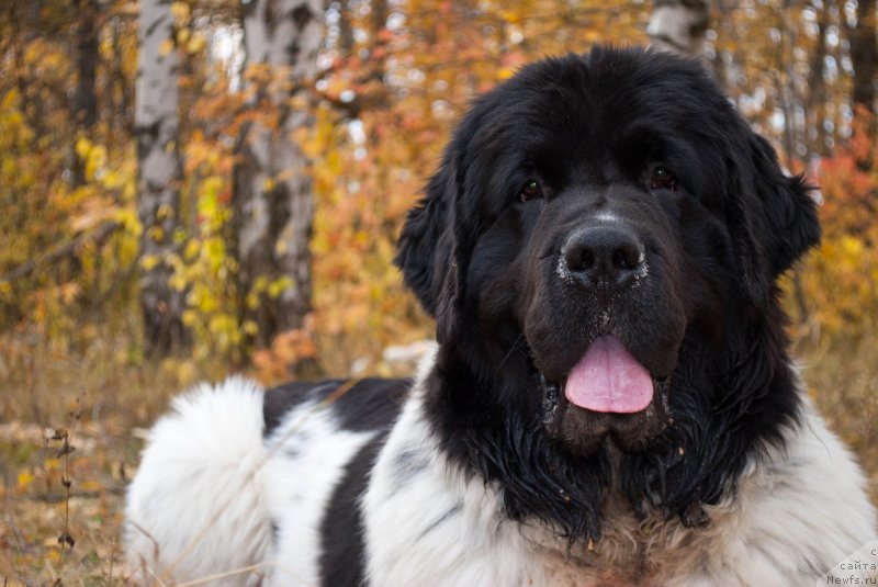 Фото: ньюфаундленд Степная Пальмира Естественно Я Лучший