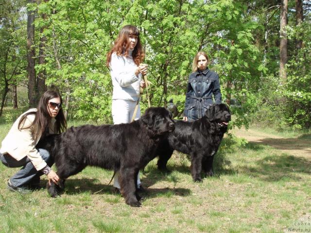 Фото: ньюфаундленд Маг Исполин Копперфильд, Александра Канунникова, ньюфаундленд Рыцарь Благородный от Марлеон Дусвик, Дарья Новицкая